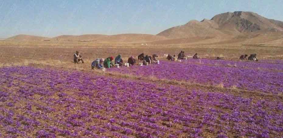 قطار تهران تربت